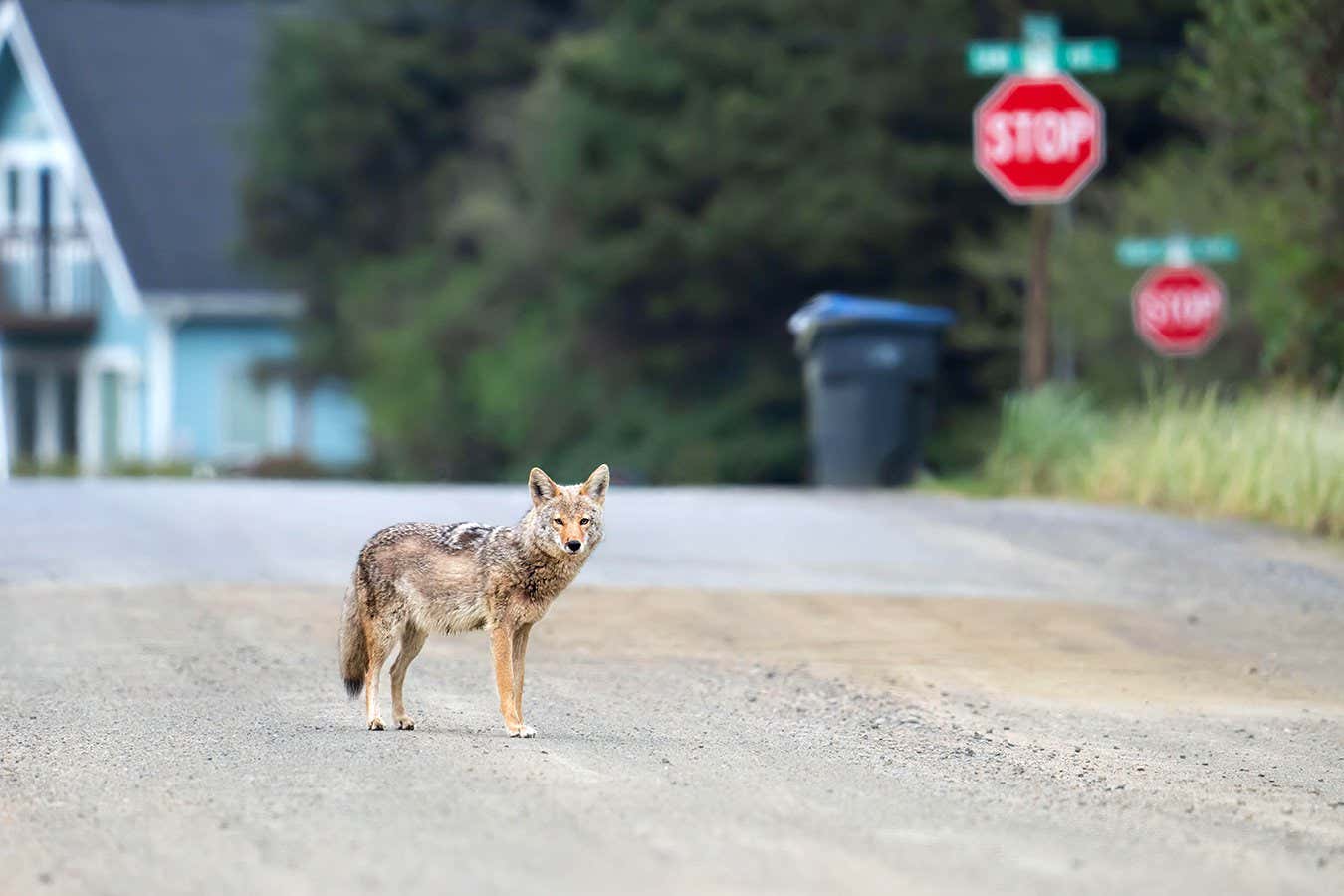 A coyote stands in the middle of a section of dirt road. Paved road, a blue house, a rubbish bin, and stop signs are out of focus in the background.