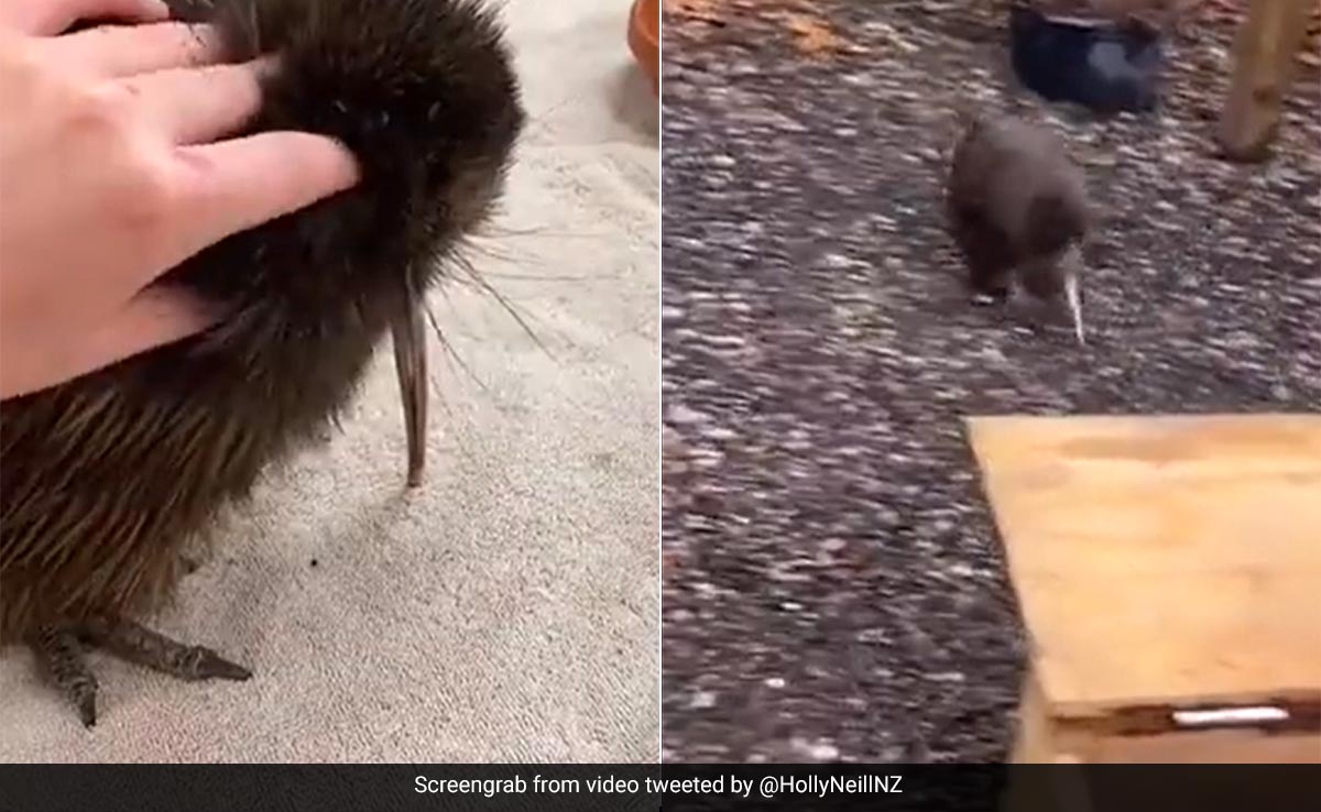 US Zoo Lets Visitors Pet Kiwi Bird, Apologises After Outrage In New Zealand