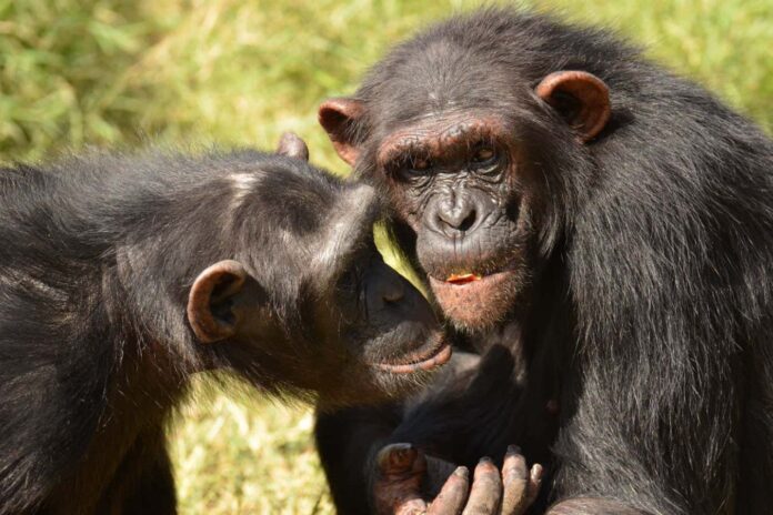 Two chimpanzees on Ngamba Island, Uganda
