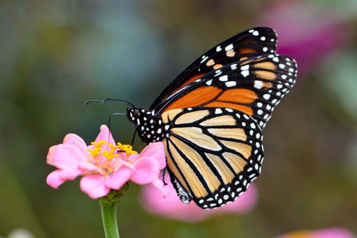 The large white spots on monarch butterflies help them fly better

