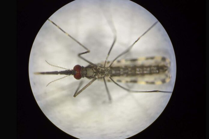 Malaria-immune mosquitoes could help end the disease

