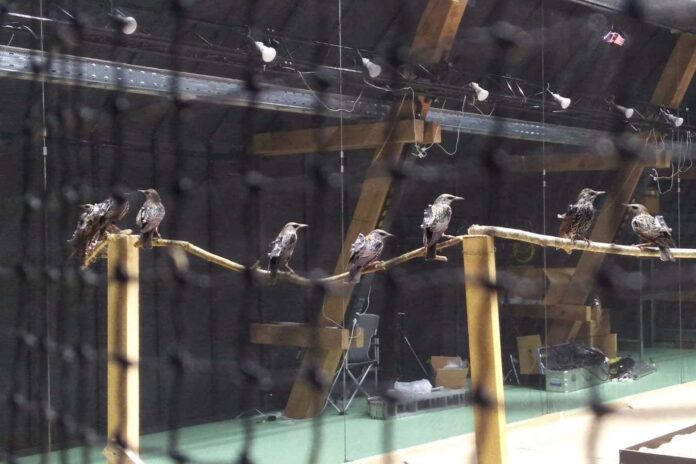 Animal motion-capture studio tracks bird flocks and insect swarms