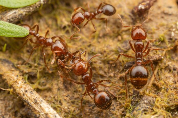 Red imported fire ants with painful bites have taken hold in Europe