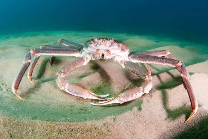 Warm seas blamed for the disappearance of 10 billion snow crabs