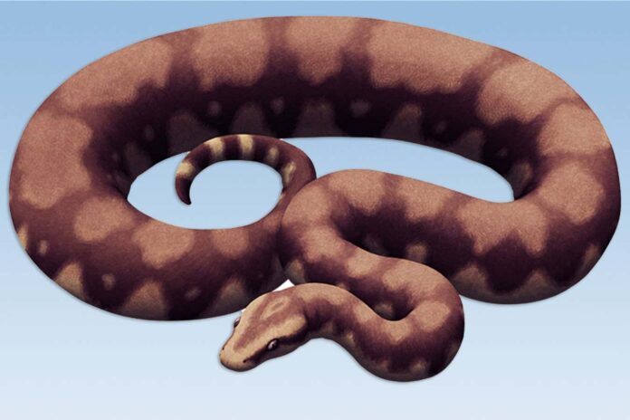 Fossil snake discovered in India may have been the largest ever