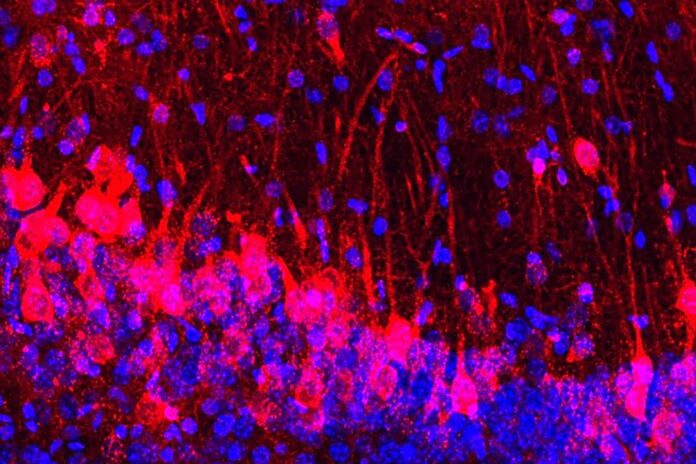 The hippocampus in a mouse's brain, composed of rat cells (red) and nuclei of both mouse and rat cells (blue)