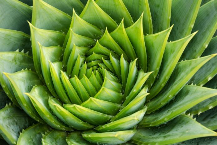 Spiral aloe vera with water drops, closeup; Shutterstock ID 719652712; purchase_order: -; job: -; client: -; other: -