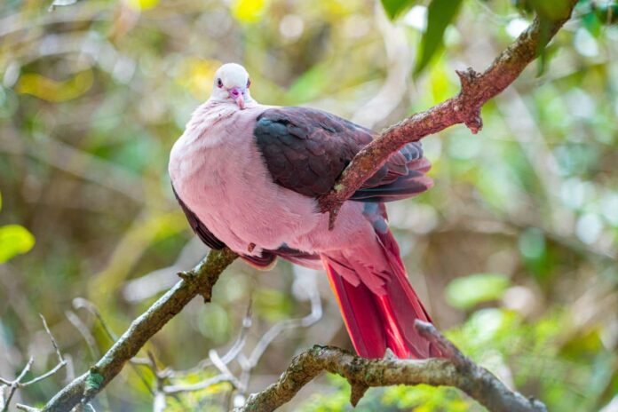 How dodo de-extinction is helping rescue the extraordinary pink pigeon