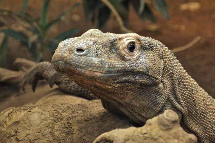 Komodo dragons have teeth capped with a layer of iron