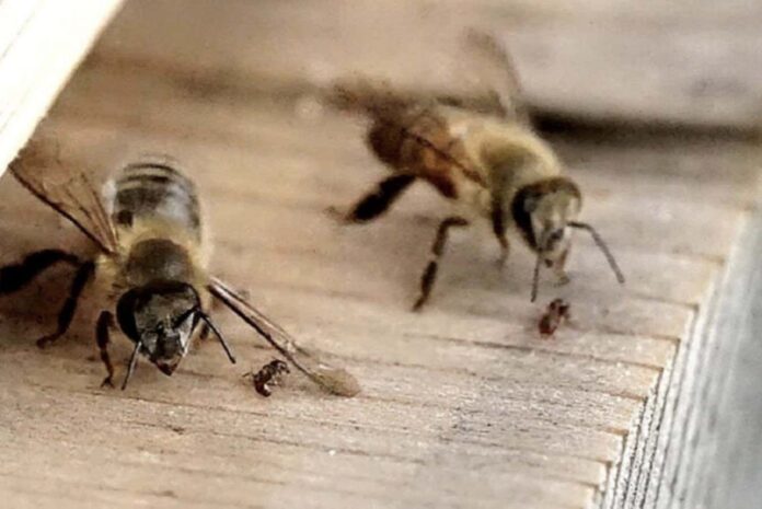 Watch bees defend their nest by slapping ants with their wings