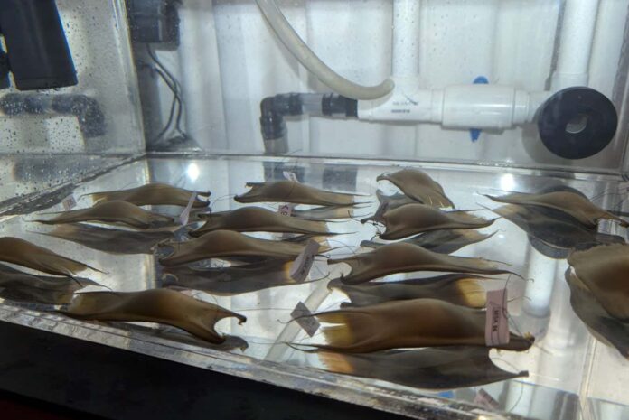 Endangered skates saved from extinction by hatching in captivity