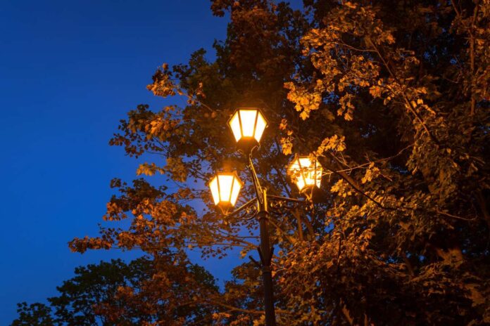 Streetlights may make tree leaves tough and hard for insects to eat