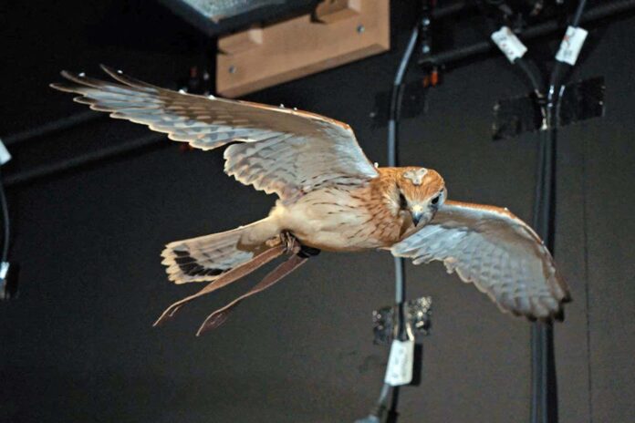 We now know how kestrels stay perfectly still while hovering