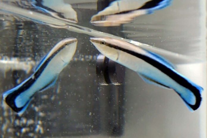 Fish size themselves up in a mirror to decide if they can win a fight