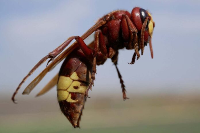 Macrophotograph of a huge Eastern hornet (orientalis Vespa) against a blue sky on a Sunny summer day